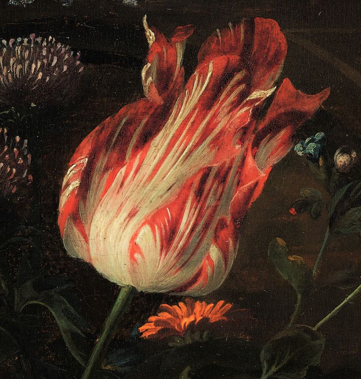 History of Tulip Mania