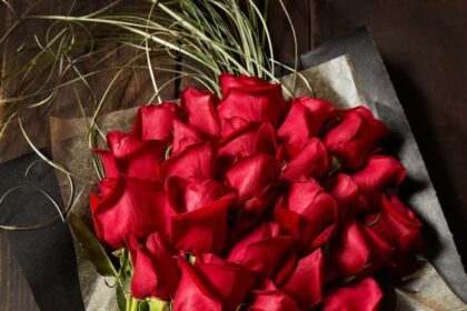 Rose Day 2025