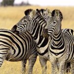 International Zebra Day