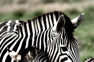 International Zebra Day 2025