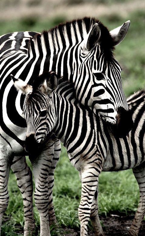 International Zebra Day 2025